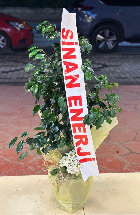 Benjamin (main)