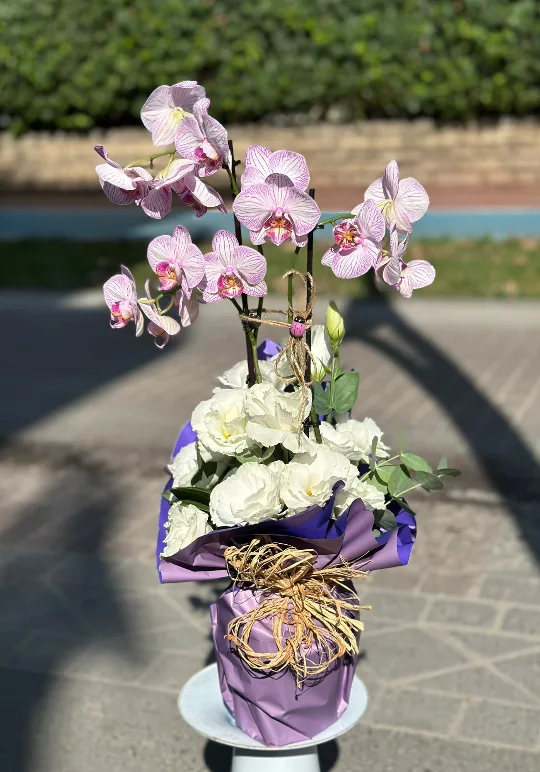 efkalı pembe orkide (main)